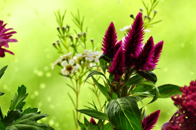 Salvondria prednosti